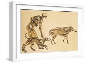 Skeletons of Man, Dog, Wild Boar, 1860-Science Source-Framed Giclee Print