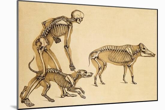 Skeletons of Man, Dog, Wild Boar, 1860-Science Source-Mounted Giclee Print