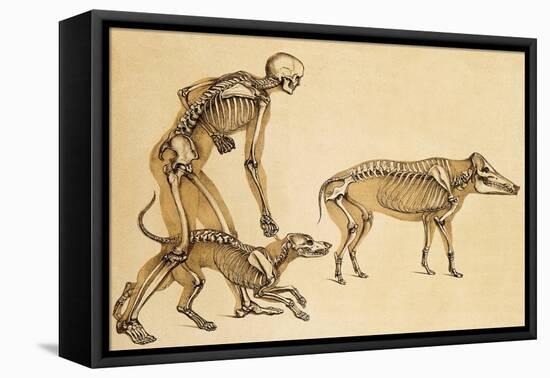Skeletons of Man, Dog, Wild Boar, 1860-Science Source-Framed Stretched Canvas