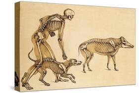 Skeletons of Man, Dog, Wild Boar, 1860-Science Source-Stretched Canvas