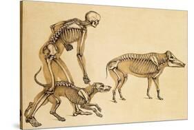 Skeletons of Man, Dog, Wild Boar, 1860-Science Source-Stretched Canvas