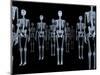 Skeletons, X-ray Artwork-David Mack-Mounted Premium Photographic Print