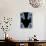 Skeletons, X-ray Artwork-David Mack-Stretched Canvas displayed on a wall