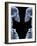 Skeletons, X-ray Artwork-David Mack-Framed Photographic Print