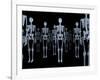 Skeletons, X-ray Artwork-David Mack-Framed Photographic Print