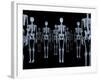 Skeletons, X-ray Artwork-David Mack-Framed Photographic Print