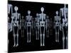 Skeletons, X-ray Artwork-David Mack-Mounted Photographic Print