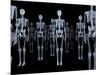 Skeletons, X-ray Artwork-David Mack-Mounted Photographic Print