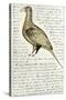 Sketch by William Clark of Cock of the Plains in the Lewis and Clark Expedition Diary-null-Stretched Canvas