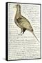 Sketch by William Clark of Cock of the Plains in the Lewis and Clark Expedition Diary-null-Framed Stretched Canvas