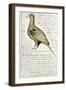 Sketch by William Clark of Cock of the Plains in the Lewis and Clark Expedition Diary-null-Framed Giclee Print