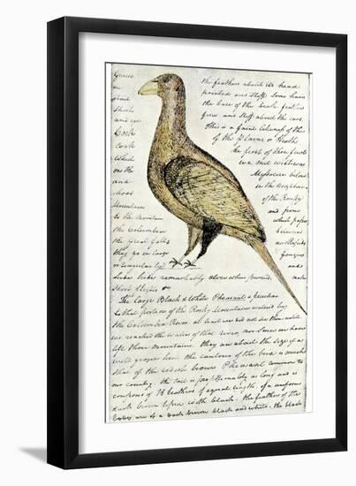 Sketch by William Clark of Cock of the Plains in the Lewis and Clark Expedition Diary-null-Framed Giclee Print