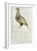 Sketch by William Clark of Cock of the Plains in the Lewis and Clark Expedition Diary-null-Framed Giclee Print