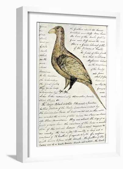 Sketch by William Clark of Cock of the Plains in the Lewis and Clark Expedition Diary-null-Framed Giclee Print