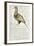 Sketch by William Clark of Cock of the Plains in the Lewis and Clark Expedition Diary-null-Framed Giclee Print