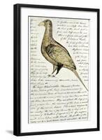 Sketch by William Clark of Cock of the Plains in the Lewis and Clark Expedition Diary-null-Framed Giclee Print