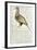 Sketch by William Clark of Cock of the Plains in the Lewis and Clark Expedition Diary-null-Framed Giclee Print