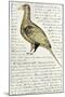 Sketch by William Clark of Cock of the Plains in the Lewis and Clark Expedition Diary-null-Mounted Giclee Print