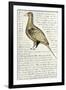 Sketch by William Clark of Cock of the Plains in the Lewis and Clark Expedition Diary-null-Framed Giclee Print