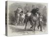 Sketch from The Horse Fair-Rosa Bonheur-Stretched Canvas