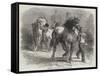 Sketch from The Horse Fair-Rosa Bonheur-Framed Stretched Canvas