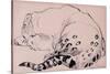 Sketch, Leopard, London Zoo 2005-Joan Thewsey-Stretched Canvas