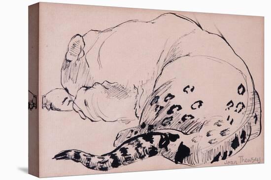 Sketch, Leopard, London Zoo 2005-Joan Thewsey-Stretched Canvas