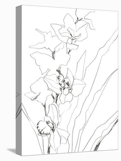 Sketch Lines - Bud-Kristine Hegre-Stretched Canvas