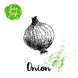 Hand Drawn Sketch Onion. Farm Fresh Vegetables Poster.-Sketch Master-Stretched Canvas