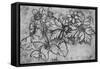 'Sketch of a Plant', c1480 (1945)-Leonardo Da Vinci-Framed Stretched Canvas