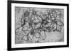 'Sketch of a Plant', c1480 (1945)-Leonardo Da Vinci-Framed Giclee Print