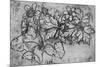 'Sketch of a Plant', c1480 (1945)-Leonardo Da Vinci-Mounted Giclee Print
