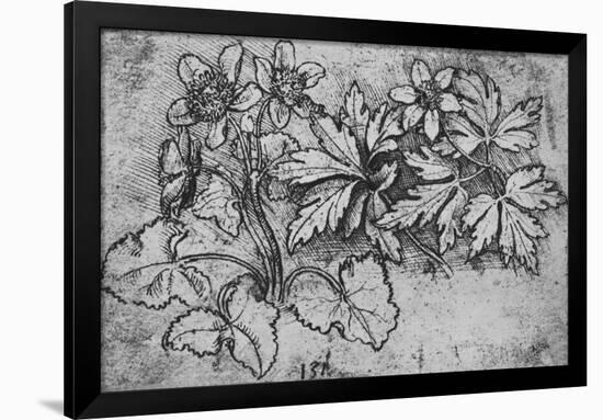 'Sketch of a Plant', c1480 (1945)-Leonardo Da Vinci-Framed Giclee Print