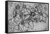 'Sketch of a Plant', c1480 (1945)-Leonardo Da Vinci-Framed Stretched Canvas