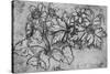'Sketch of a Plant', c1480 (1945)-Leonardo Da Vinci-Stretched Canvas