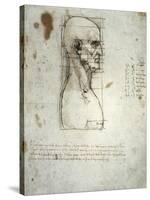 Sketch of the Head Proportions Base on Vitruvius-Leonardo da Vinci-Stretched Canvas