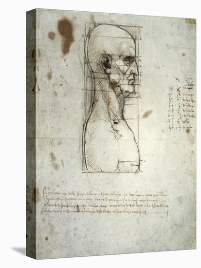 Sketch of the Head Proportions Base on Vitruvius-Leonardo da Vinci-Stretched Canvas