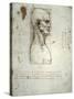 Sketch of the Head Proportions Base on Vitruvius-Leonardo da Vinci-Stretched Canvas