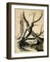 Sketch of Tree Trunks, C.1825-40 (Black Ink, Pen, Wash & Pencil on White Paper)-Thomas Cole-Framed Giclee Print