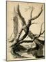 Sketch of Tree Trunks, C.1825-40 (Black Ink, Pen, Wash & Pencil on White Paper)-Thomas Cole-Mounted Giclee Print