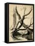 Sketch of Tree Trunks, C.1825-40 (Black Ink, Pen, Wash & Pencil on White Paper)-Thomas Cole-Framed Stretched Canvas