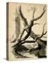 Sketch of Tree Trunks, C.1825-40 (Black Ink, Pen, Wash & Pencil on White Paper)-Thomas Cole-Stretched Canvas