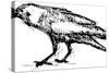 Sketch Vector Illustration of Crow-Gepard-Stretched Canvas