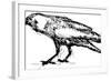 Sketch Vector Illustration of Crow-Gepard-Framed Art Print