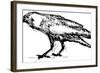 Sketch Vector Illustration of Crow-Gepard-Framed Art Print