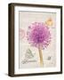 Sketchbook Agapanthus-Chad Barrett-Framed Art Print