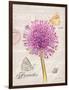 Sketchbook Agapanthus-Chad Barrett-Framed Art Print