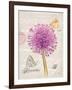 Sketchbook Agapanthus-Chad Barrett-Framed Art Print