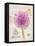 Sketchbook Agapanthus-Chad Barrett-Framed Stretched Canvas