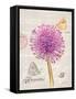 Sketchbook Agapanthus-Chad Barrett-Framed Stretched Canvas